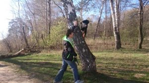 Энтлебухер лезет на березу есть яблоки...