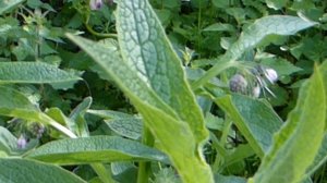 Comfrey - Symphytum officinale  - Fóðurvalsurt  - Komfrey - Villijurtir - Sumarblóm - Læknisplöntur