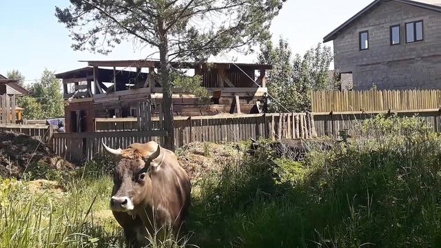 Лето 2021 .Корова  перед  отелом. Скоро отёл! жизнь в посёлке..