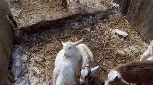 Овсяной кисель молоко для козлят