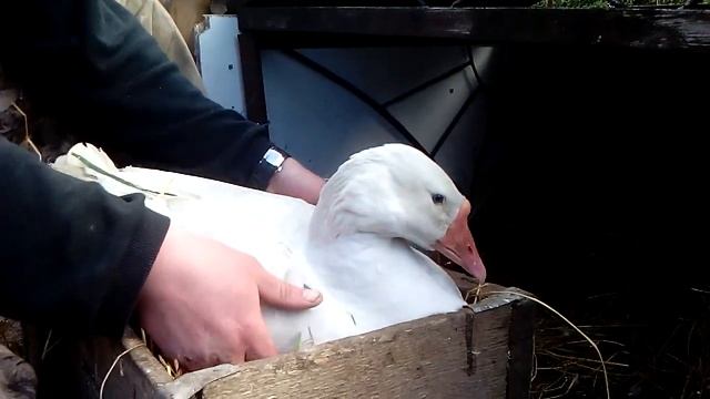 Гусыня в гнезде Отбор лишних яиц смотреть онлайн