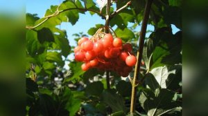 Калина Гранатовый Браслет