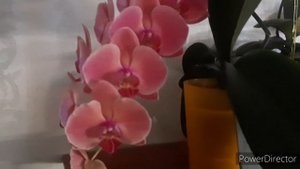 Красивый Каскад Орхидеи Азиатский Коралл Phal.Asian Coral 8 июня 2021г.