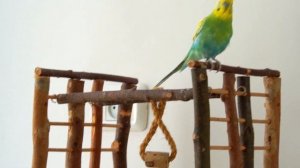 5 Ways to Get Your Bird Out of The Cage