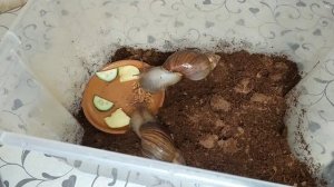 Дача, улитки, салат, капуста маринованная