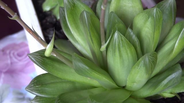 Секкулент , Обрабатываем и размножаем смотреть онлайн