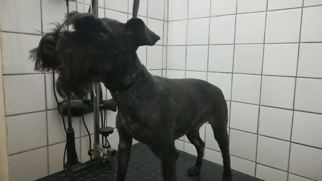 Стрижка шнауцера смотреть онлайн