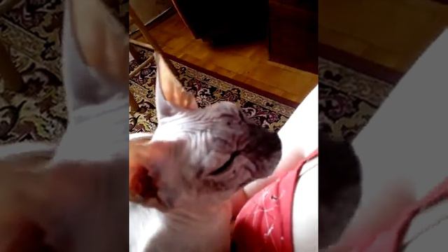 ласковая кошечка сфинкс