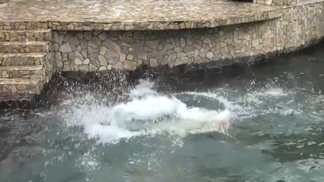Khaarchaana(Хаарчаана) the Polar Bear playing in the water at Leningrad Zoo, Saint Petersburg смотреть онлайн