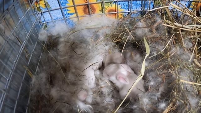 ВЕС калифорнийских КРОЛЬЧАТ в 7 дней - 16/04/2021 / Крольчатам 1 неделя - вес от 95 до 112 грамм