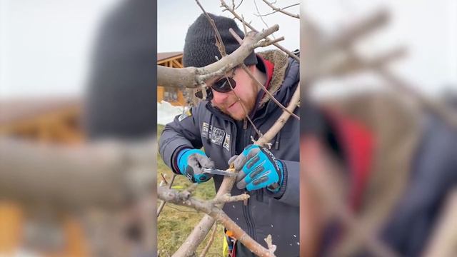 Обрезка плодовых деревьев