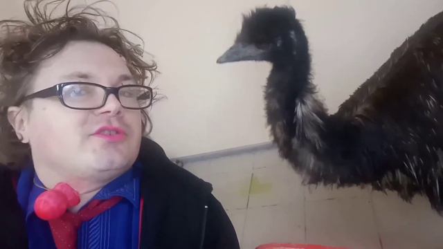 Страус клюнул в ответ на вопрос - Жить ли цирку? смотреть онлайн