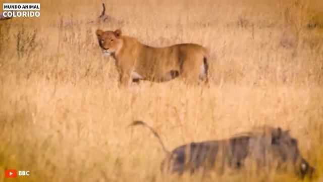 Olha O Que Aconteceu Quando O Mangusto Destrói Impiedosamente A Cobra Rei? | Animais Selvagens смотреть онлайн