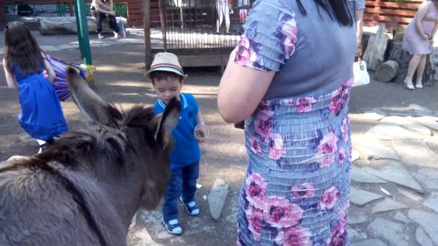 В зоопарке,лето 2016 смотреть онлайн