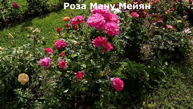 Розы, цвели невероятными букетами все лето! А какие розы вас удивили? смотреть онлайн