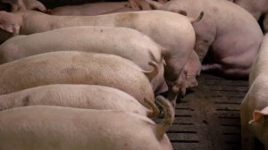 Всё, что нужно знать про участок откорма свиней на свиновомплексе