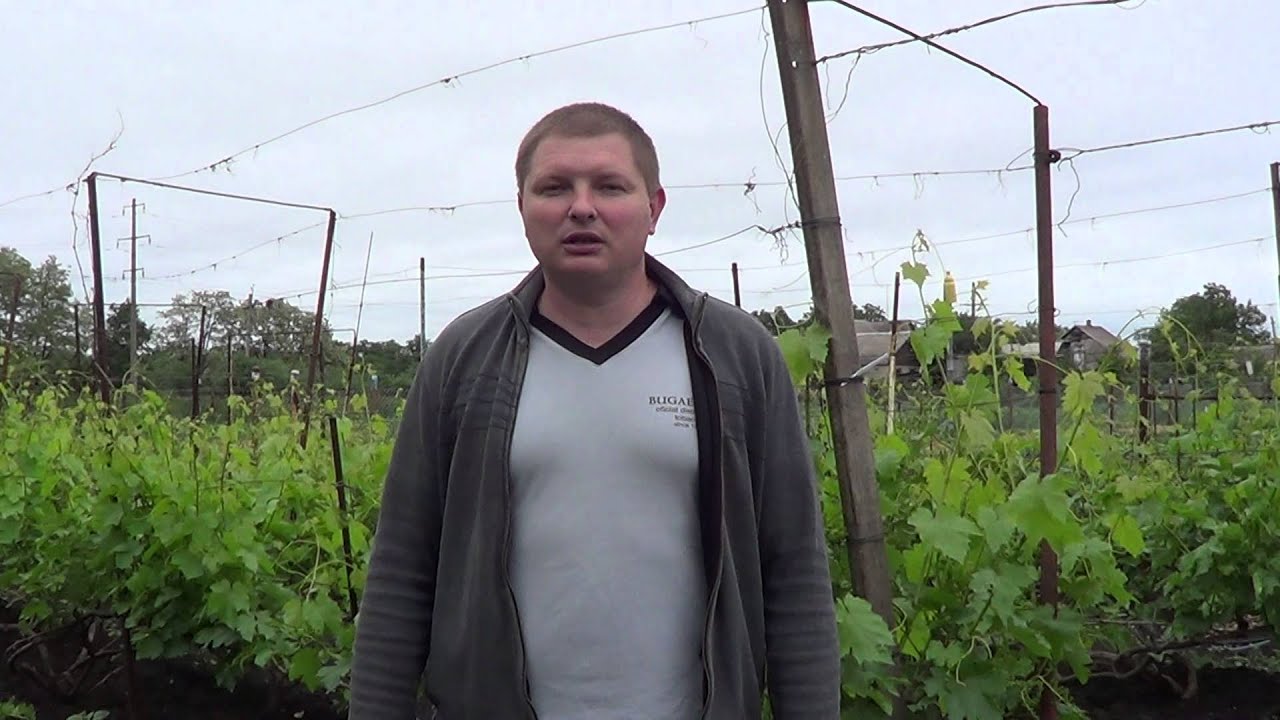 Град на винограднике. Советы по восстановлению виноградных кустов