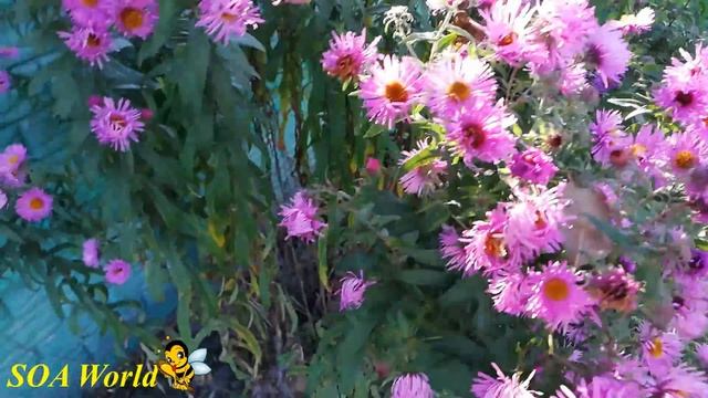 Флешмоб. Посадка медоносов. Астра кустовая смотреть онлайн