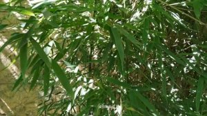 Парки России. Парки Краснодарского края. САФАРИ -ПАРК КРАСНОДАР Startup №  - 64