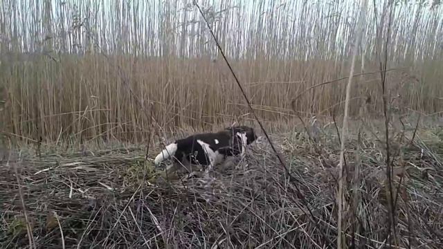 Mali Minsterlender TREF-Small Munsterlander