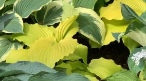 А вам нравятся хосты с волнистой и присборенной каймой | Astral Bliss | Dancing Queen | Hans