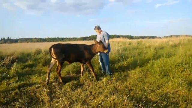 Забираем девчонок с пастбища// Начали косить траву на сено смотреть онлайн