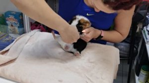 Морские СВИНКИ/Лекс и КРЫСы/СТО раз подумайте, прежде чем завести грызуна