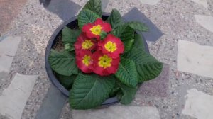 210-How to Care Beautiful Primrose Plant