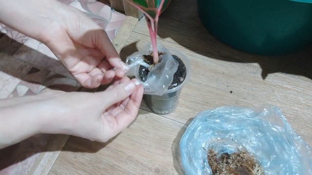 Укоренение аглаонемы Крит