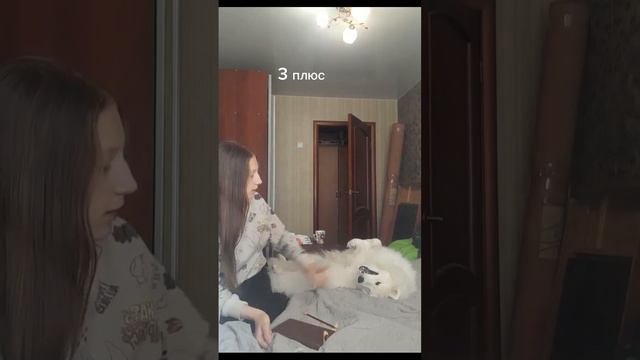минусы и плюсы завести Самоеда !🐶☺️🤔😨#самоед#собаки #рек