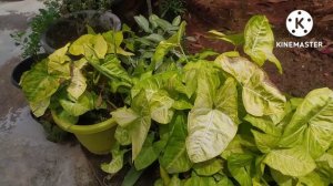 Shade loving plants/hanging basket plants/syngonium, ferns