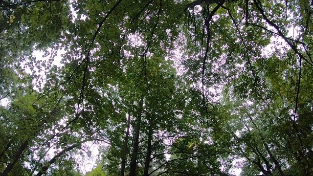Куда сходить в Питере осенью? В Парк ЦПКО. Парки Питера.