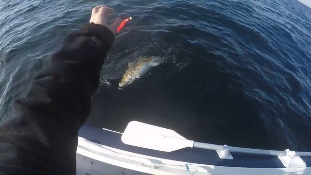 Ловля трески у Кильдина. смотреть онлайн