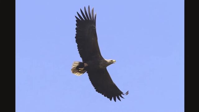 Пять редких! Воронежский заповедник смотреть онлайн