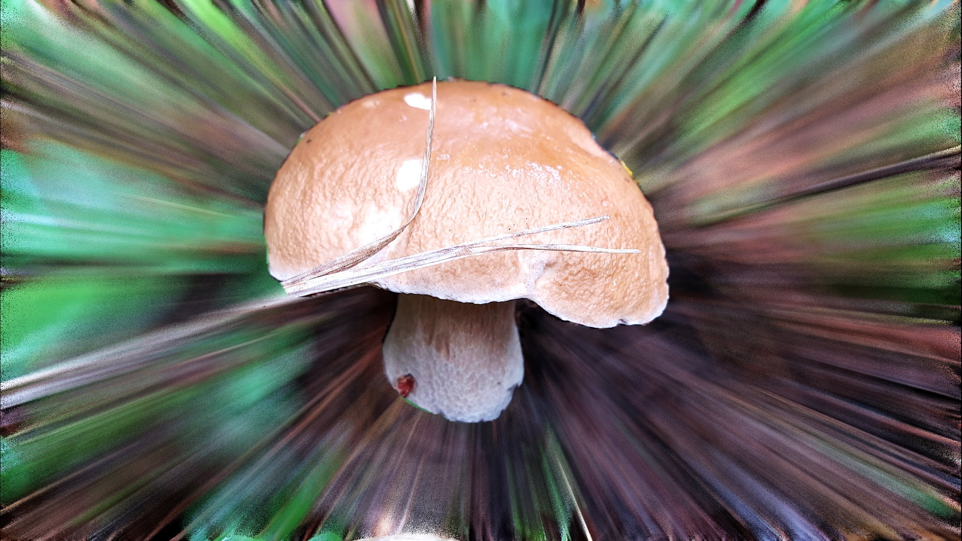 Огромный гриб. Пужарики грибы. Тихая охота грибы. Грибы Пужарики фотографии. Грибы в подмосковье 2024