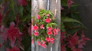 Бегония беллекония Rose