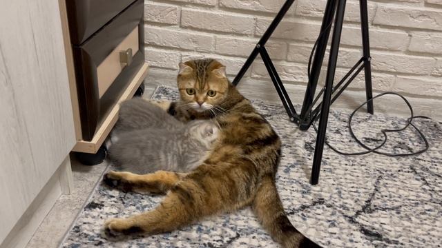 Шотландские котята рождены 12.11.2023 г. Скоро исполнится месяц. Все котята уже забронированы. смотреть онлайн