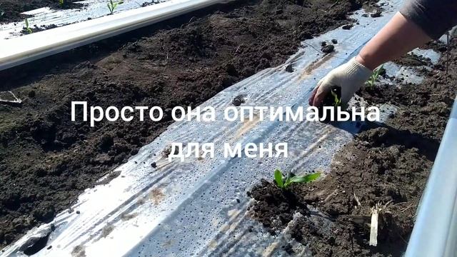 Сладкая кукуруза,высадка рассады.... смотреть онлайн