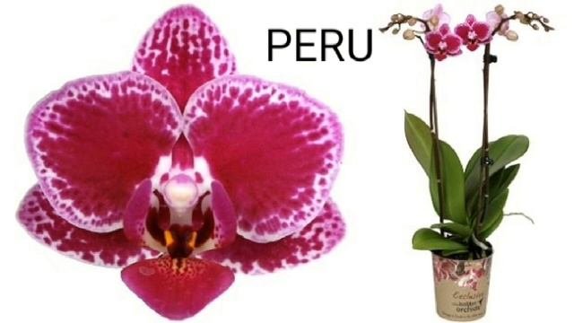 Орхидея ФАЛЕНОПСИС | ОПРЕДЕЛИТЕЛЬ СОРТА | Orchid Phalaenopsis. Qualifier Of A Grade. орхидеи Orchid