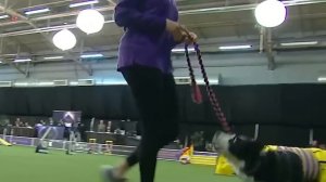 Вот Как Выглядят Щенки Собак Разных Пород!