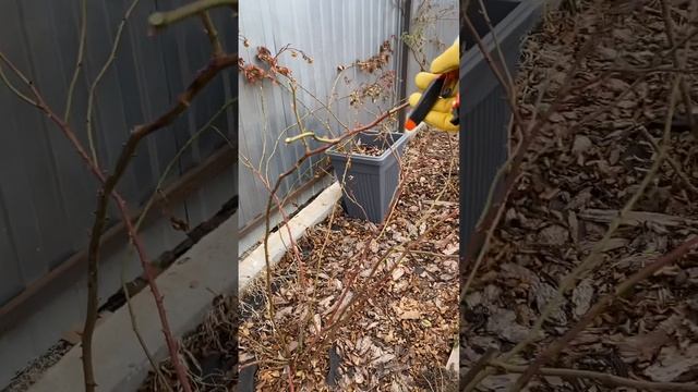 Весенняя обрезка роз 2. Рамблер. смотреть онлайн