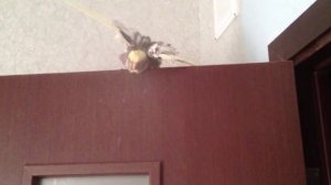 Корелла попугай купается под дождиком из пульверизатора