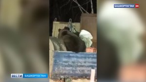 Забравшегося в КамАЗ медведя сняли на видео на трассе в Илишевском районе Башкирии