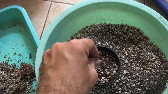 เปลี่ยนกระถาง แมมขนนกเหลือง mammillaria schiedeana/CactusAgain смотреть онлайн