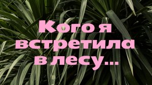 ШОК!!! Кого я встретила в лесу!