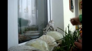 Как я храню зимой капусту на лоджии