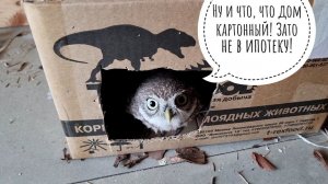 У сыча Лучика завтрак тараканцами на балконе, а сплюшки от такой гадости отказались