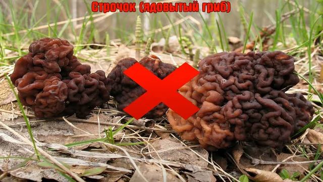 Весенние грибы сморчки и строчки съедобные ли грибы? как отличить съедобный гриб от ядовитого