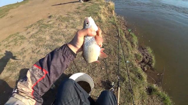 Ловля ЯЗЯ и КАРАСЯ на пикер. Рыбалка 2022. смотреть онлайн