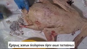 МЯСО ГУСЯ. КЛАССИЧЕСКИЙ РЕЦЕПТ.